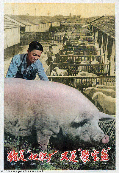 Pigs are "fertilizer factories" as well as "treasure bowls"