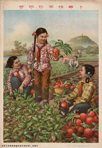 Helping the community to pick radish