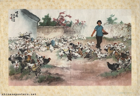 [Feeding chickens]