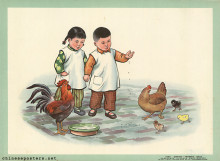 Big chicken and small chicken come to eat rice