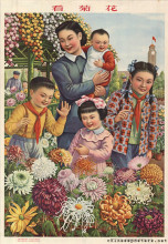 Looking at the chrysanthemums