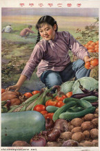 The vegetables are green, the cucumbers plump, the yield is abundant